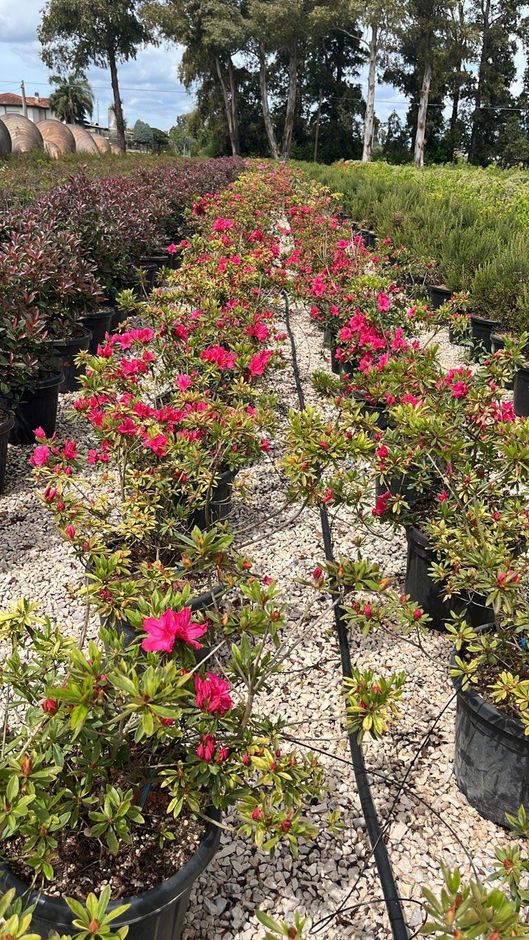 RHODODENDRON INDICA SOUTHERN CHARMS