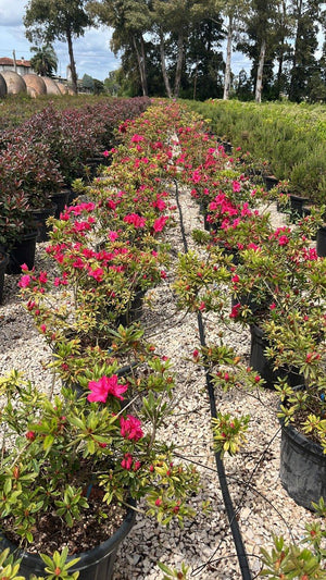 RHODODENDRON INDICA SOUTHERN CHARMS