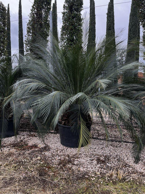 MACROZAMIA MOOREI