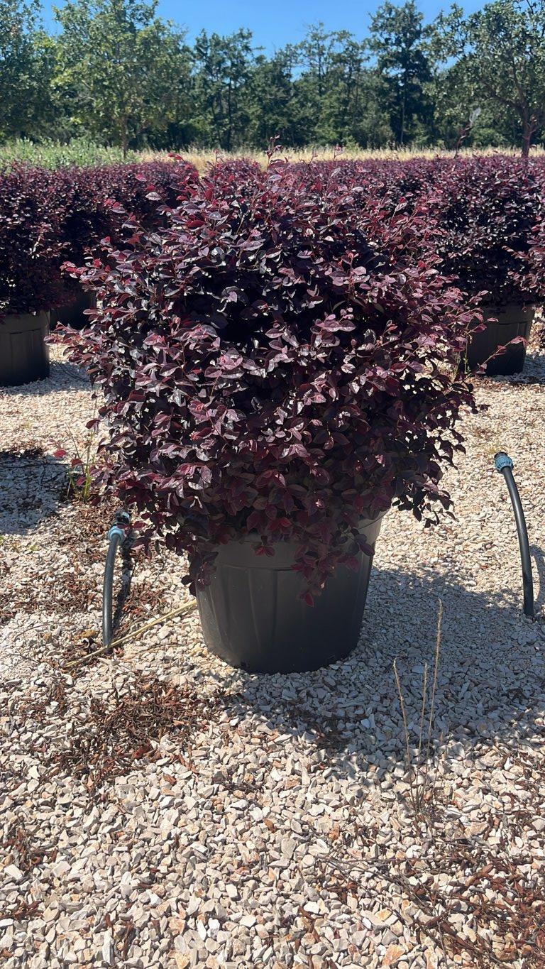LOROPETALUM CHINENSIS BLACK