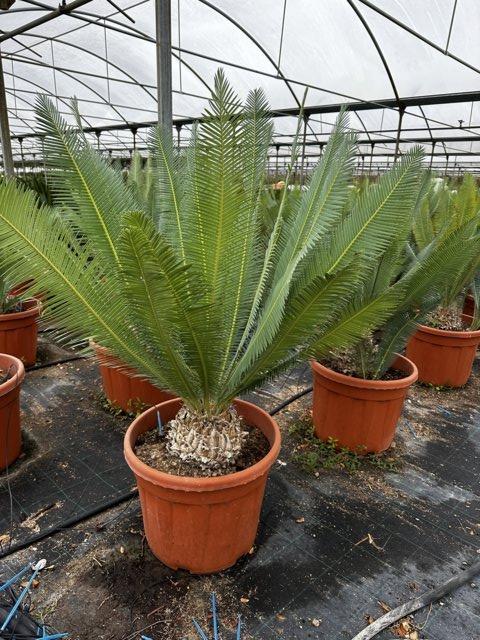 DIOON EDULE
