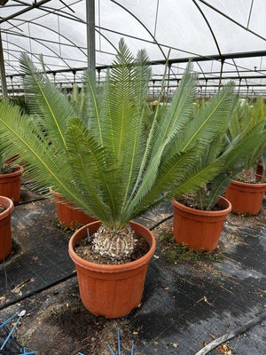 DIOON EDULE