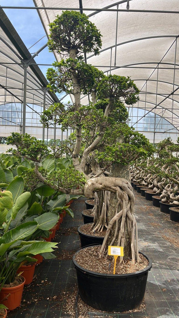 FICUS S. MICROCARPA