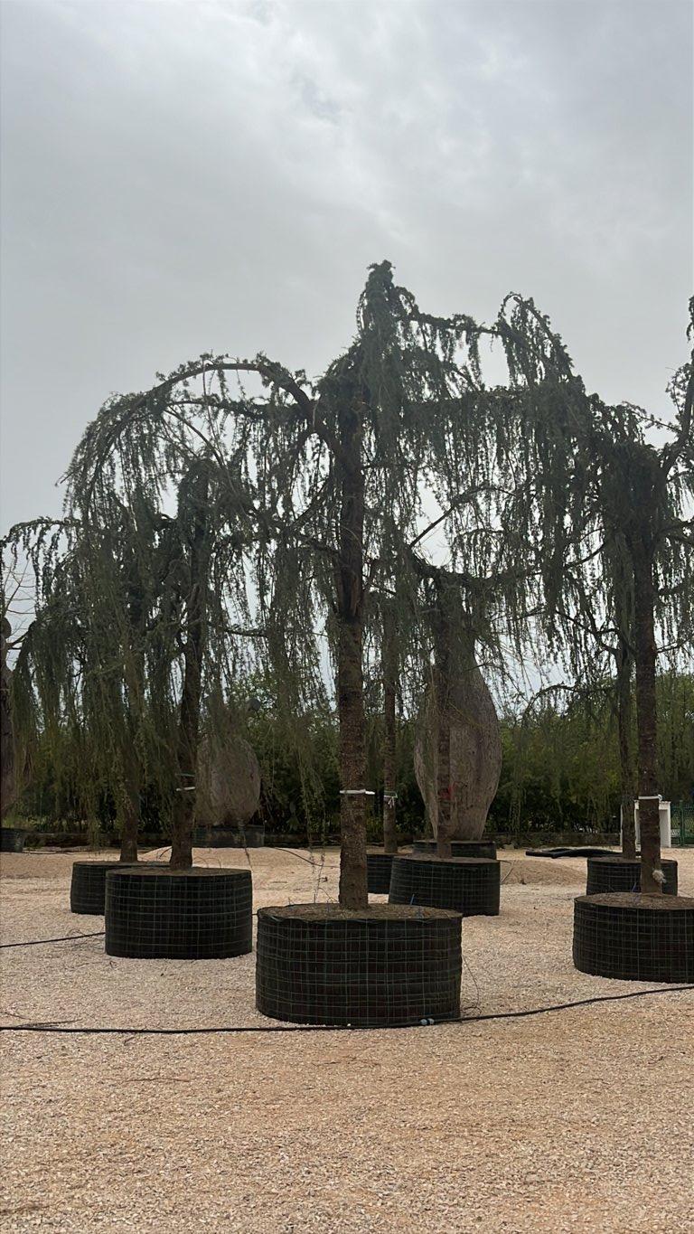 CEDRUS ATLANTICA GLAUCA PENDULA