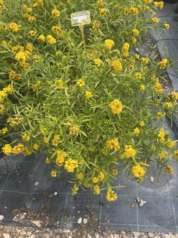 HYPERICUM KALMIANUM GEMO
