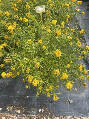 HYPERICUM KALMIANUM GEMO