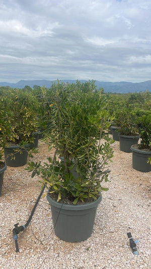PITTOSPORUM TOBIRA