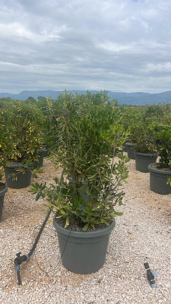 PITTOSPORUM TOBIRA
