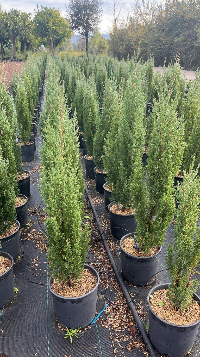 CUPRESSUS SEMPERVIRENS GARDA