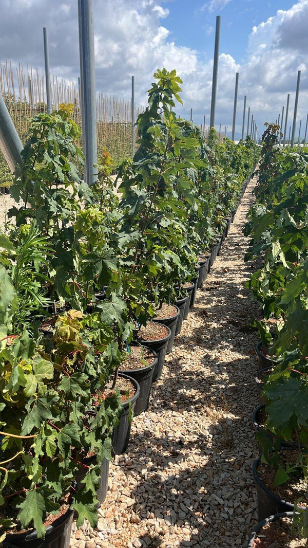 ACER CAMPESTRE