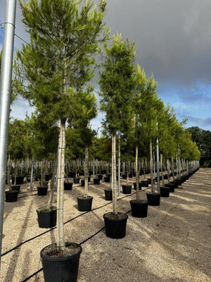 PINUS HALEPENSIS