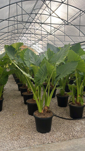 ALOCASIA MACRORRHIZOS
