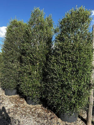 PHYLLIREA ANGUSTIFOLIA