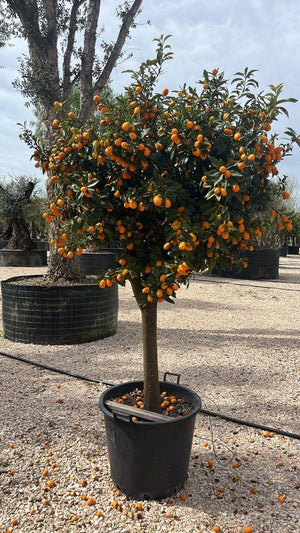 CITRUS FORTUNELLA MARGARITA