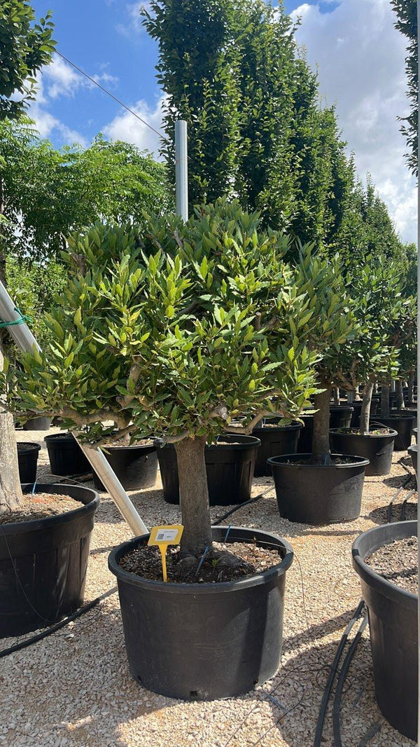 LAURUS NOBILIS