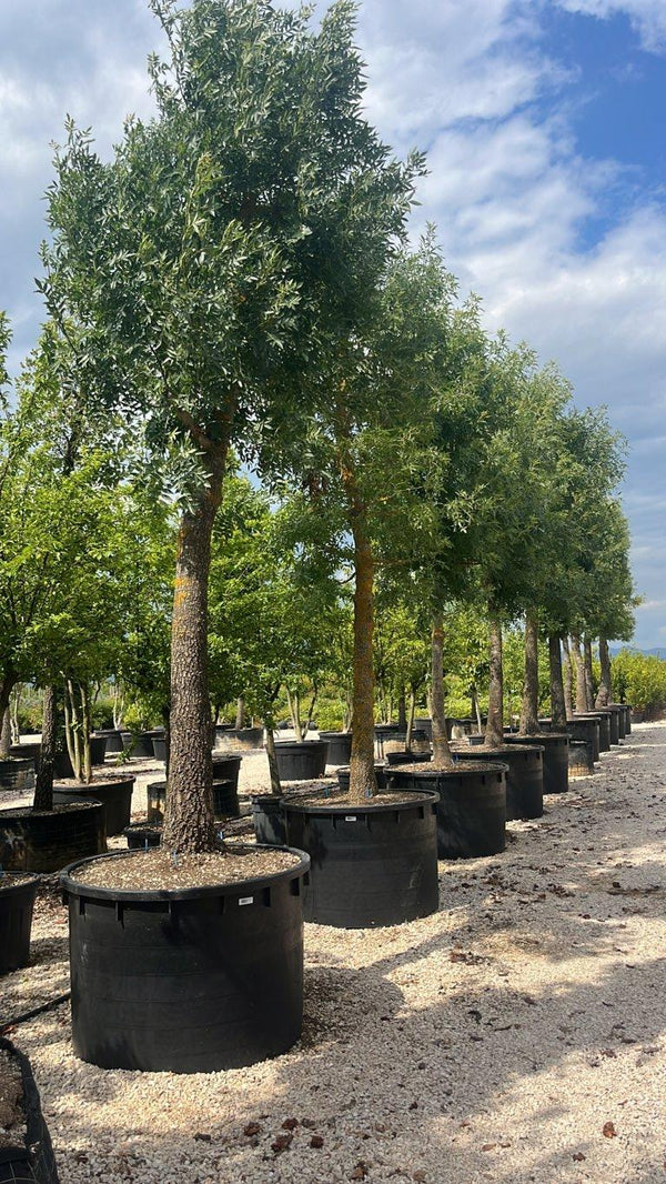 FRAXINUS ORNUS