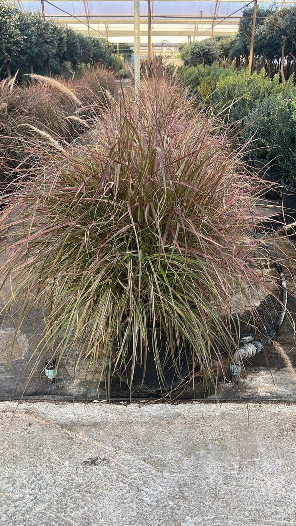 PENNISETUM ADVENA CHERRY SPARKLER
