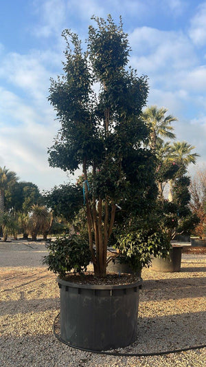 CAMELIA SASANQUA BIANCO