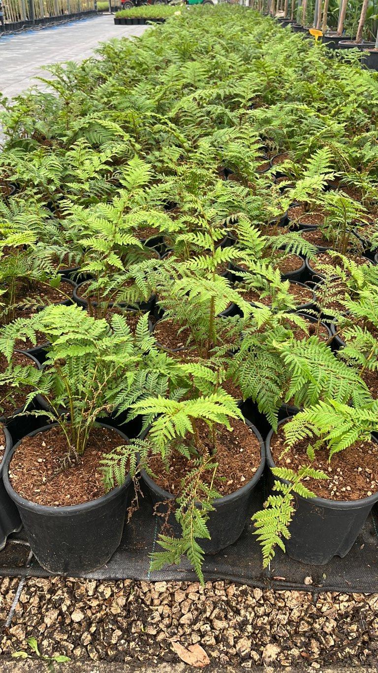 CYATHEA COOPERII