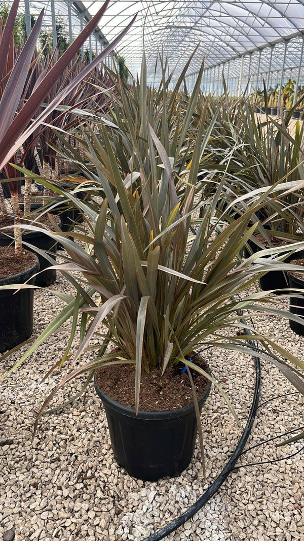 PHORMIUM TENAX PINK BLUSH