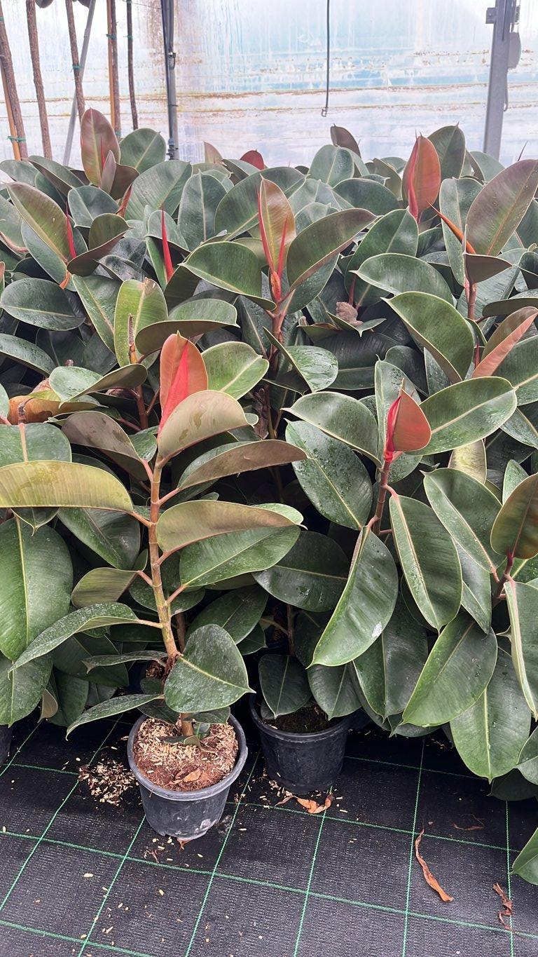 FICUS S. ELASTICA ROBUSTA