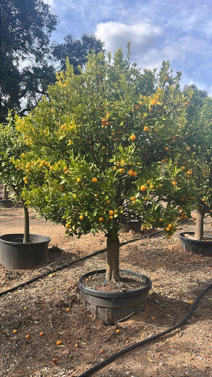 CITRUS MITIS