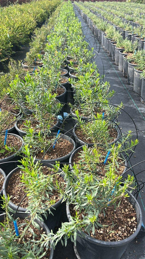 EREMOPHILA MACULATA GIALLO