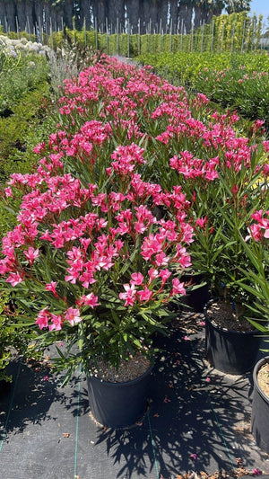 NERIUM OLEANDER NANA ROSA