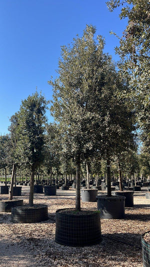 QUERCUS S. ILEX