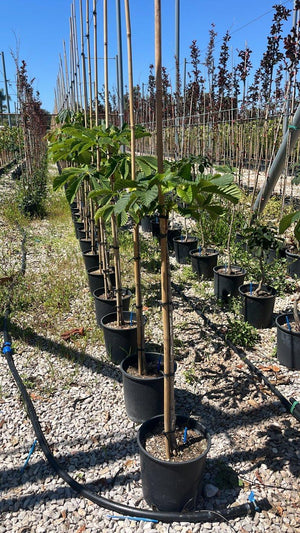 AESCULUS HIPPOCASTANUM