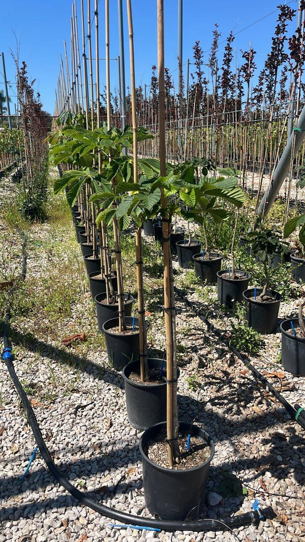 AESCULUS HIPPOCASTANUM
