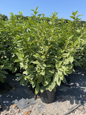 PRUNUS S. LAUROCERASUS