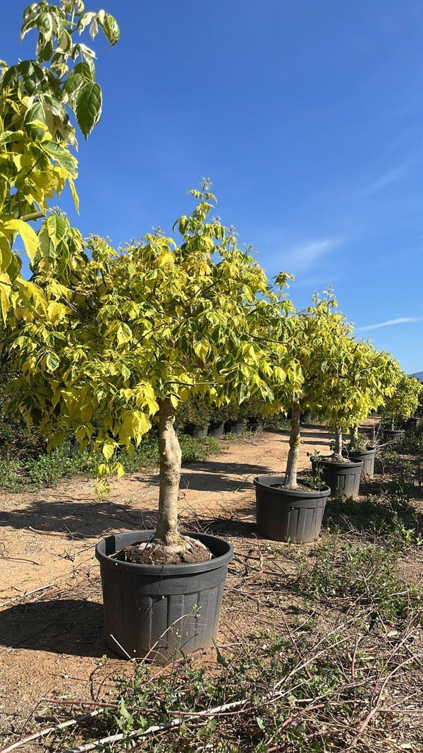 ACER NEGUNDO AUREOVARIEGATUM