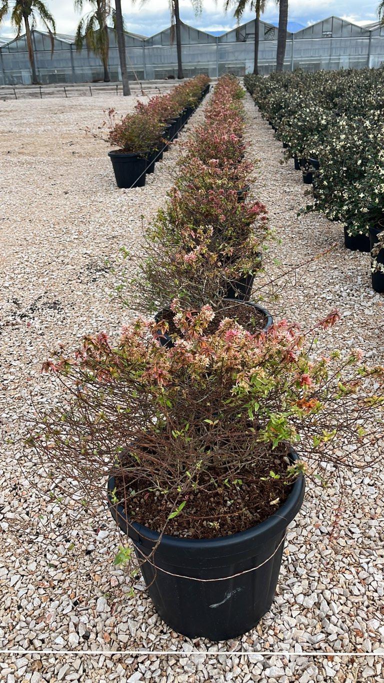 ABELIA X GRANDIFLORA KALEIDOSKOPE
