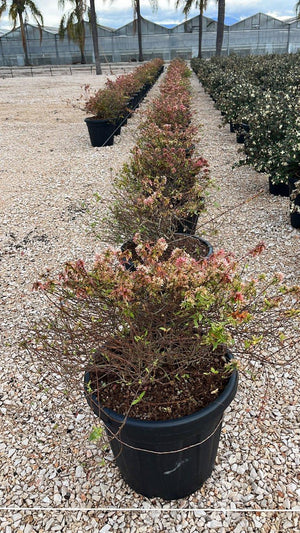 ABELIA X GRANDIFLORA KALEIDOSKOPE