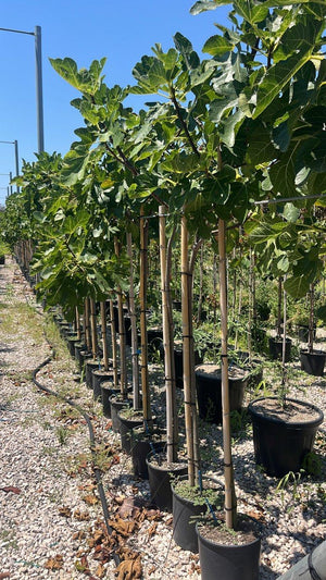 FICUS F. CARICA MADELEINE