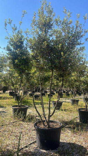 QUERCUS S. ILEX
