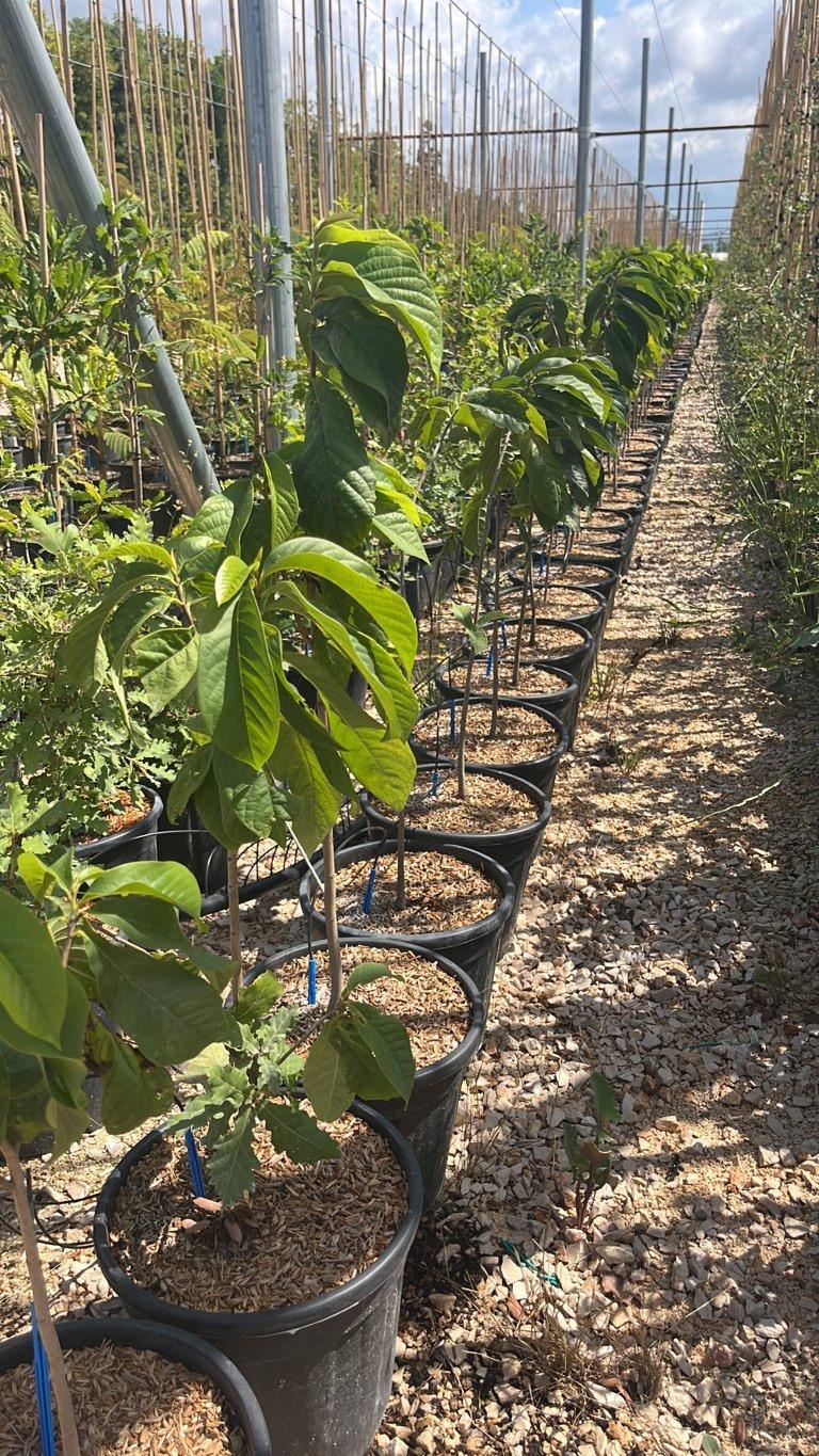 ASIMINA TRILOBA