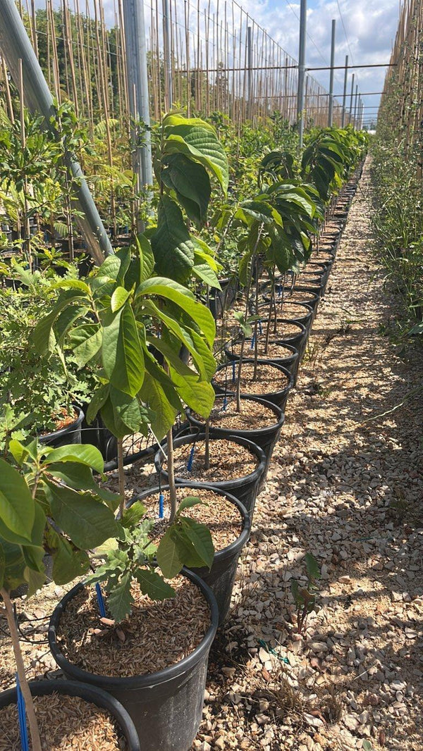 ASIMINA TRILOBA