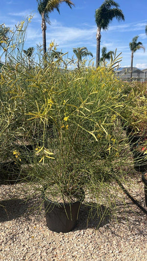 SPARTIUM JUNCEUM