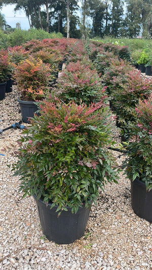 NANDINA DOMESTICA OBSESSED SEIKA