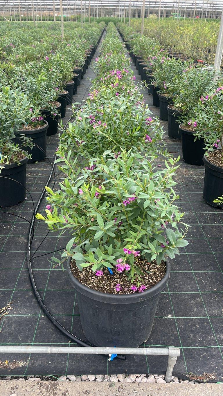 POLYGALA MYRTIFOLIA