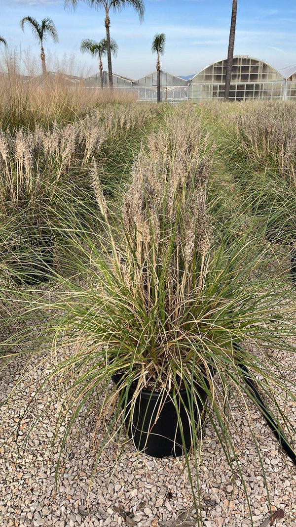 CORTADERIA SELLOANA TINY PAMPA