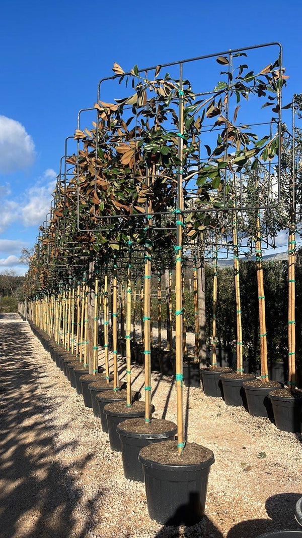MAGNOLIA S. GRANDIFLORA GOLIATH (PRECOX)