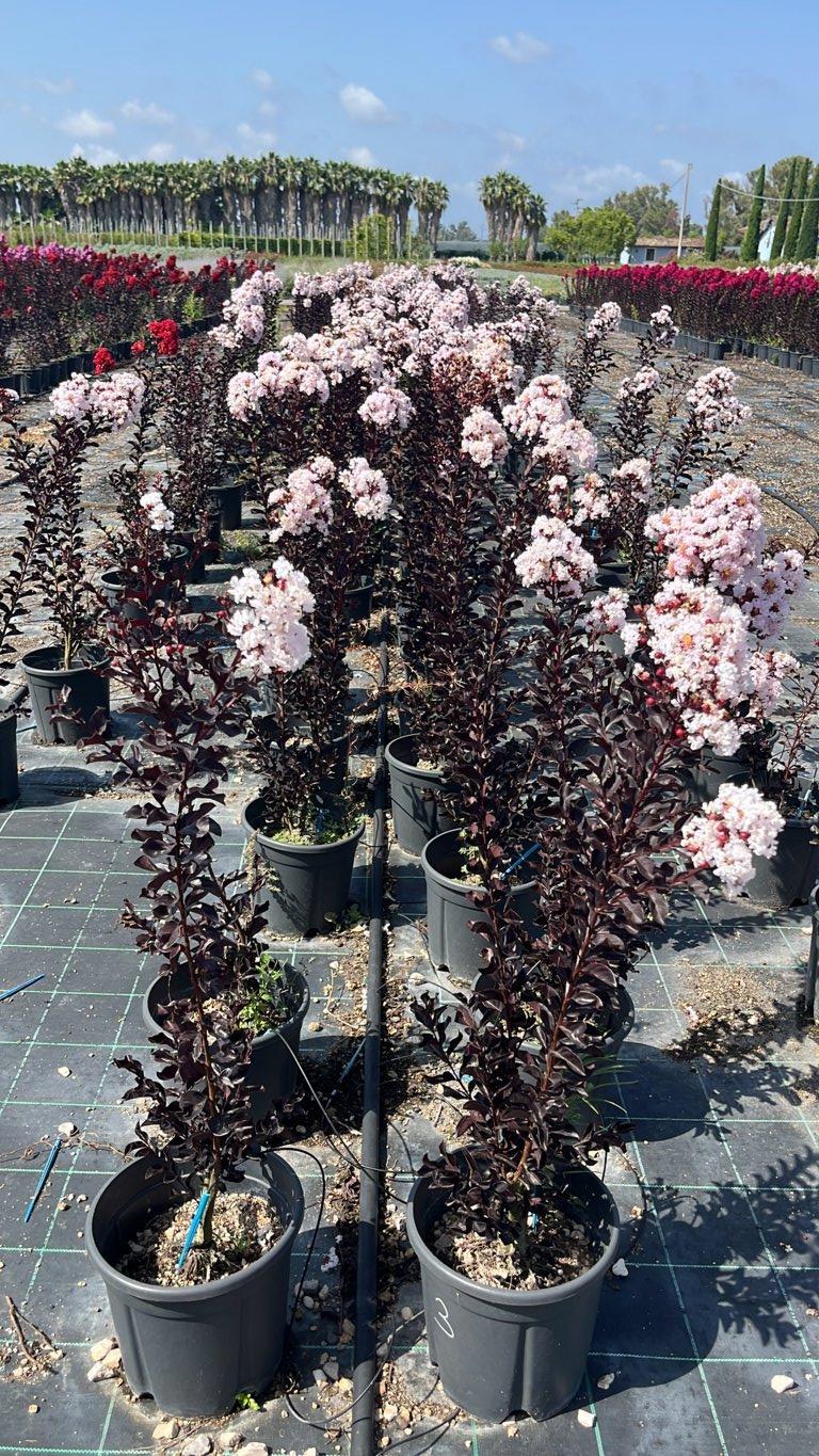 LAGERSTROEMIA INDICA B.D BLUSH