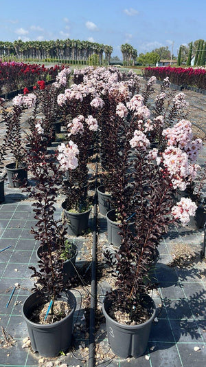 LAGERSTROEMIA INDICA B.D BLUSH
