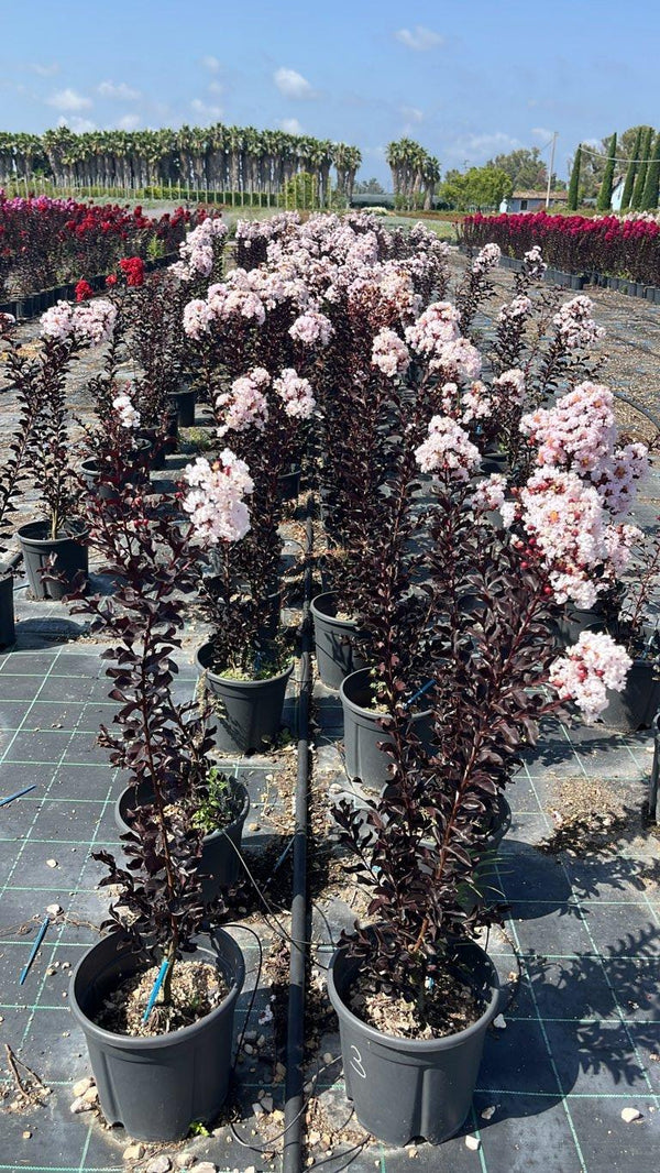 LAGERSTROEMIA INDICA B.D BLUSH