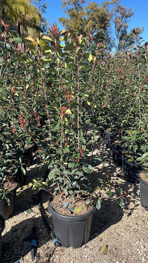 PHOTINIA X FRASERI RED ROBIN
