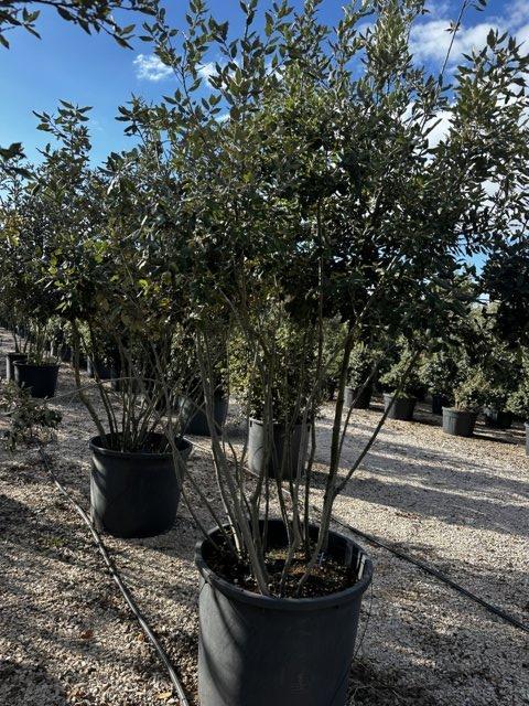 QUERCUS S. ILEX