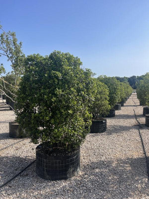 PITTOSPORUM HETEROPHYLLUM